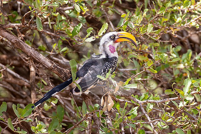 Eastern Yellow-billed Hornbill (Tockus flavirostris) standing in a dense bush. stock-image by Agami/David Monticelli,