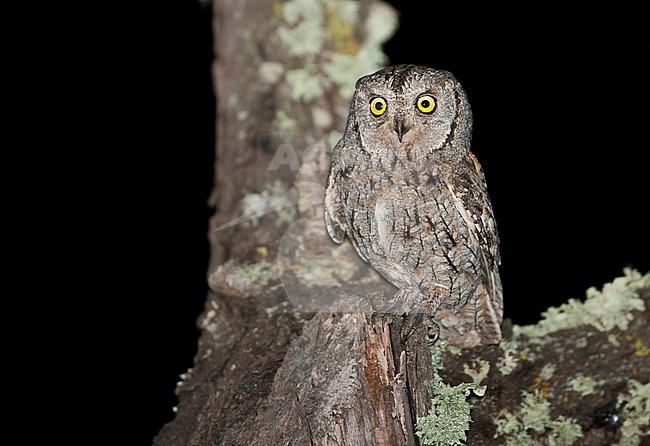 Eurasian Scops-Owl - Zwergohreule - Otus scops scops, Spain (Mallorca), adult stock-image by Agami/Ralph Martin,