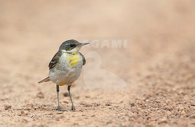 Male Eastern Yellow Wagtail (Motacilla tschutschensis) walking on the ground at Bahkplee, Nakorn Nayok in Thailand. stock-image by Agami/Helge Sorensen,
