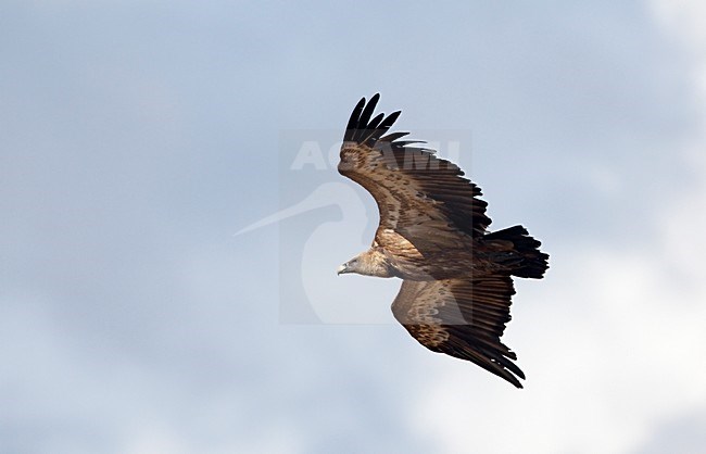 Vale Gier in de vlucht; Griffon Vulture in flight stock-image by Agami/Markus Varesvuo,