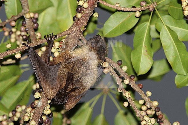 Ryukyu Flying Fox (Pteropus dasymallus) handing upside down in a fruiting tree on the Japanese island Okinawa. t is threatened by habitat loss and by hunting for food. stock-image by Agami/James Eaton,