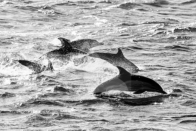 Common dolphin (Delphinus delphis) jumping against the light, with a roough sea as background, in Brittany, France. stock-image by Agami/Sylvain Reyt,