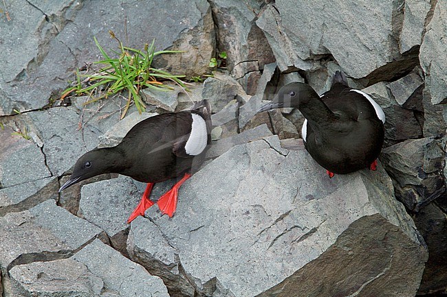 Black Guillemot (Cepphus grylle) perched on a cliff off Newfoundland, Canada. stock-image by Agami/Glenn Bartley,