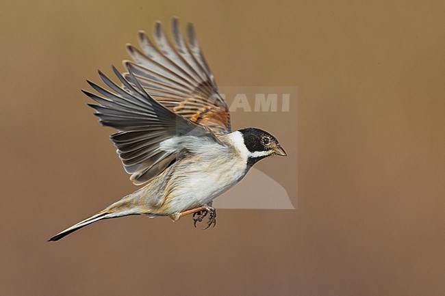 Wintering male Common reed bunting (Emberiza schoeniclus) in Italy. Bird in flight. stock-image by Agami/Daniele Occhiato,