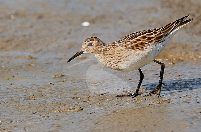 Calidris melanotos stock-image by Agami/Eduard Sangster,