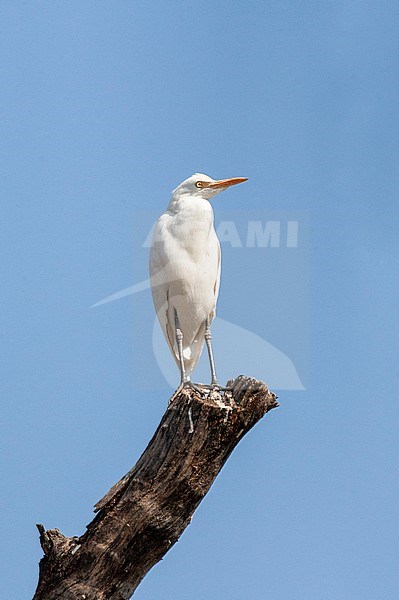 Eastern Cattle Egret (Bubulcus coromandus) standing on top of a broken tree trunc. stock-image by Agami/Marc Guyt,