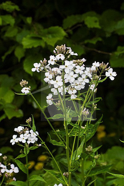 Dame's-violet flowers stock-image by Agami/Wil Leurs,
