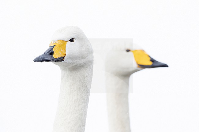 Whooper Swan (Cygnus cygnus) in winter surronding. stock-image by Agami/Marcel Burkhardt,