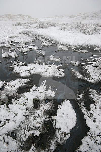 Winters duinlandschap in Berkheide; Berkheide in winter stock-image by Agami/Menno van Duijn,