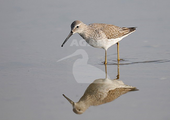 Non-breeding adult Stilt Sandpiper (Calidris himantopus) wading in shallow water.  Front view of bird and reflection in still water. During autumn migration in Puerto Rico. stock-image by Agami/Kari Eischer,