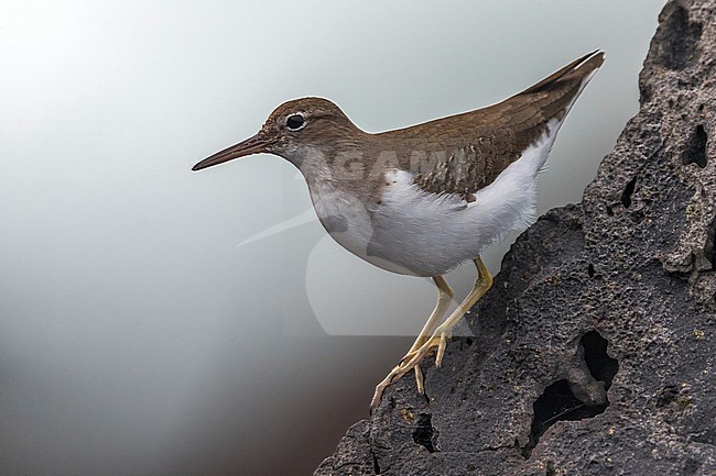 Amerikaanse Oeverloper, Spotted Sandpiper, Actitis macularius stock-image by Agami/Daniele Occhiato,