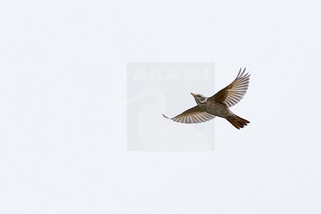 adult female or second year male naumann's thrush (turdus naumanni) in flight, found in Dornod Aimag in Mongolia stock-image by Agami/Mathias Putze,