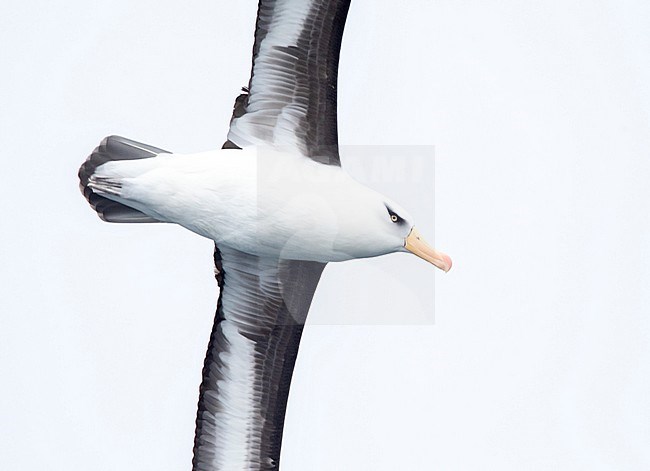 Adult Campbell Albatross (Thalassarche impavida), also known as Campbell Mollymawk, in flight above the southern Pacific ocean of New Zealand. stock-image by Agami/Marc Guyt,