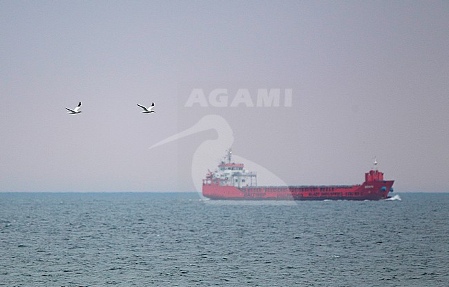 Northern Gannet, Morus bassanus, at Skagen, Denmark stock-image by Agami/Helge Sorensen,