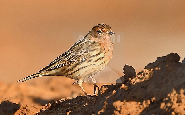  stock-image by Agami/Eduard Sangster,