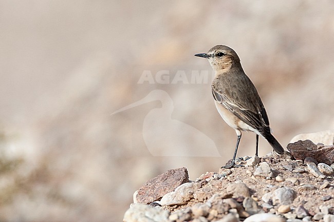 Isabelline Wheatear (Oenanthe isabelline) during spring migration in Israel. stock-image by Agami/Marc Guyt,