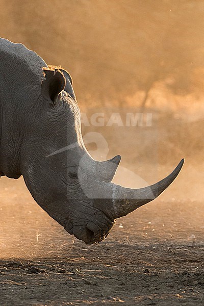 Portrait of a white rhinoceros, Ceratotherium simum, at sunset in a cloud of dust. Kalahari, Botswana stock-image by Agami/Sergio Pitamitz,