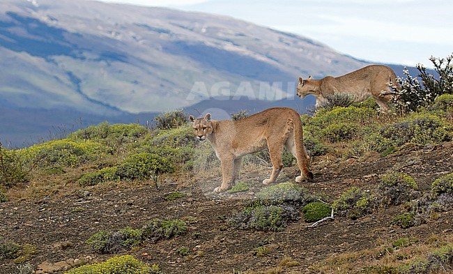 Two wild Cougars (Puma concolor concolor) in Torres del Paine national park in Chile. stock-image by Agami/Dani Lopez-Velasco,