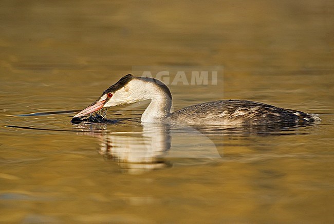 Great Crested Grebe, Fuut, Podiceps cristatus stock-image by Agami/Alain Ghignone,
