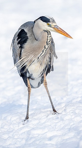 Wintering Grey Heron (Ardea cinerea) in Katwijk, Netherlands. stock-image by Agami/Marc Guyt,