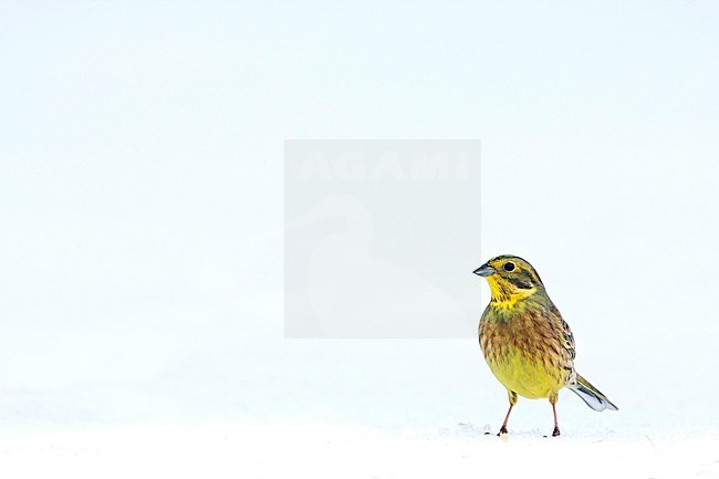 Wintering male Yellowhammer (Emberiza citrinella citrinella) standing in the snow in Germany. stock-image by Agami/Ralph Martin,