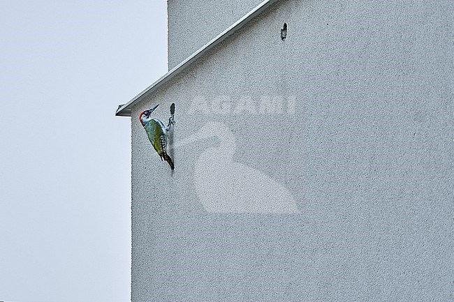 Eurasian Scops Owl (Otus scops) first urban breeding in Czechia, awarded in Czech Nature Photo competiton (series, part 7): male European Green Woodpecker (Picus viridis) creating a hole in housing insulation where the Owls bred stock-image by Agami/Tomas Grim,