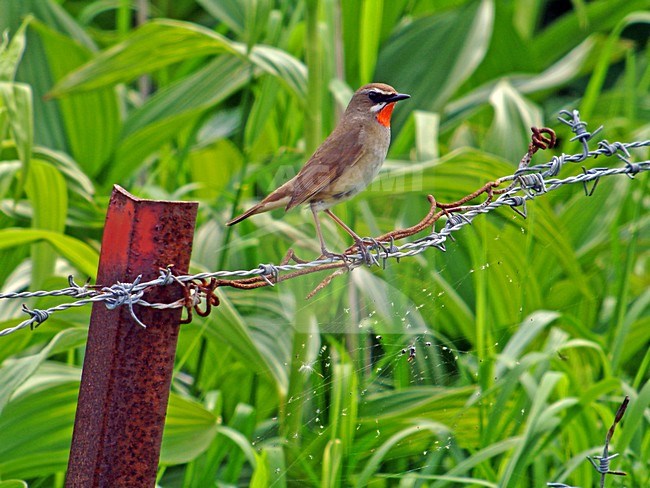 Roodkeelnachtegaal man zittend; Siberian Rubythroat male perched stock-image by Agami/Pete Morris,