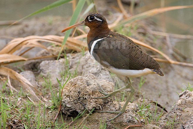 Vrouwtje Goudsnip; Female Greater Painted Snipe stock-image by Agami/Daniele Occhiato,