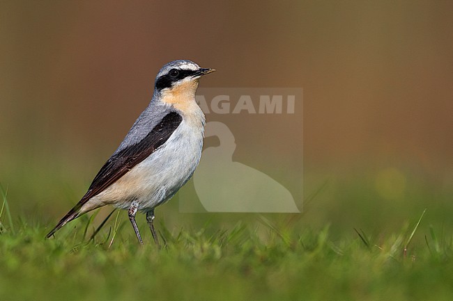 Mannetje Tapuit, Male Northern Wheatear stock-image by Agami/Daniele Occhiato,