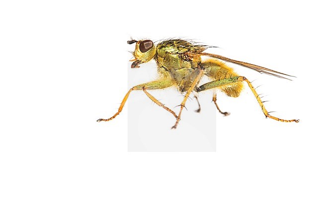 Yellow dung fly Scathophaga stercoraria stock-image by Agami/Wil Leurs,