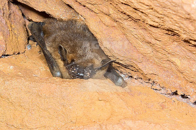 Serotine hibernating in a batcave stock-image by Agami/Theo Douma,