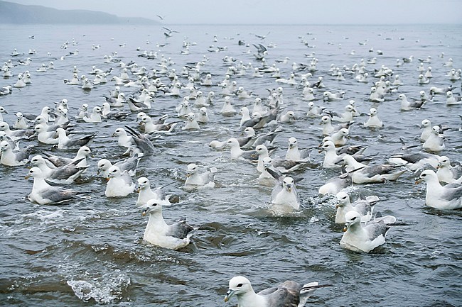 Gathering of Northern Fulmars - Eissturmvogel - Fulmarus glacialis ssp. audubonii, Iceland, adults stock-image by Agami/Ralph Martin,