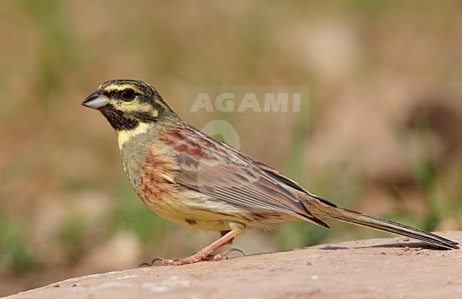 Volwassen mannetje Cirlgors, Adult male Cirl Bunting stock-image by Agami/Markus Varesvuo,