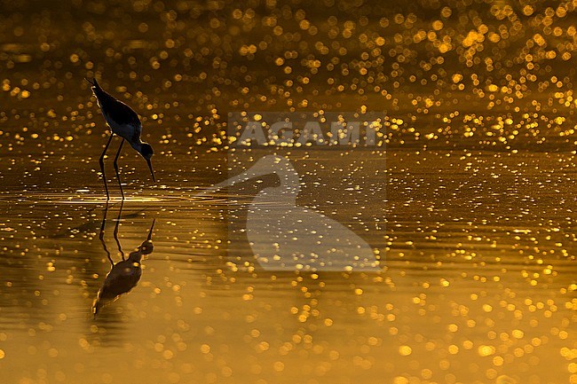 Steltkluut; Black-winged Stilt stock-image by Agami/Daniele Occhiato,