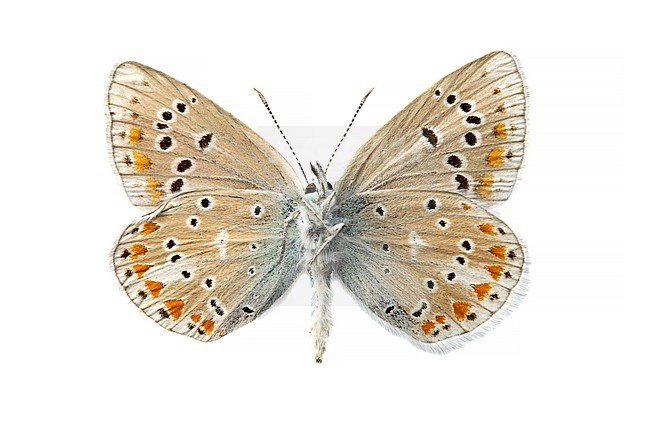 Turkooisblauwtje; Turquoise Blue; Polyommatus dorylas stock-image by Agami/Wil Leurs,