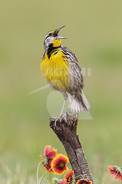 Adult breeding
Galveston Co., TX
April 2013 stock-image by Agami/Brian E Small,