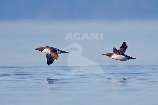 Common Murre (Uria aalge) flying in Victoria, BC, Canada. stock-image by Agami/Glenn Bartley,