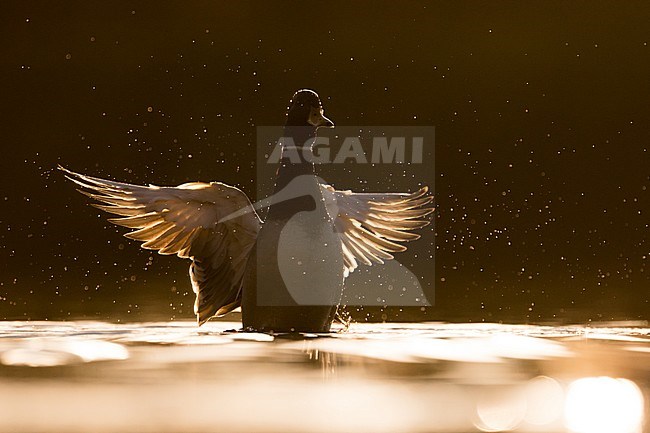 Adult male Mallard (Anas platyrhynchos platyrhynchos) in Germany. Flapping his wings with backlight. stock-image by Agami/Ralph Martin,