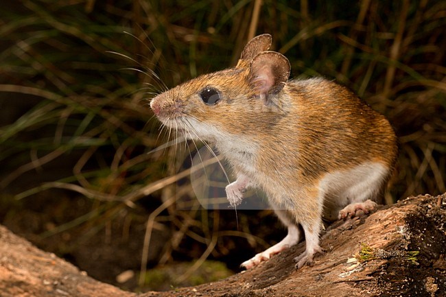 Grote Bosmuis, Yellow-necked mouse, Apodemus flavicollis stock-image by Agami/Theo Douma,