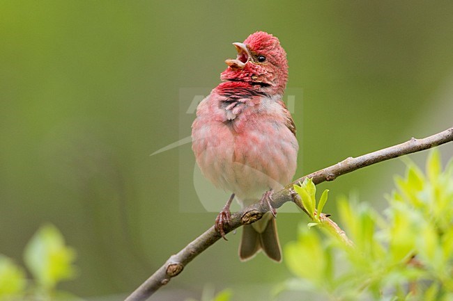 Volwassen mannetje Roodmus zingend; Adult male Common Rosefinch singing stock-image by Agami/Daniele Occhiato,