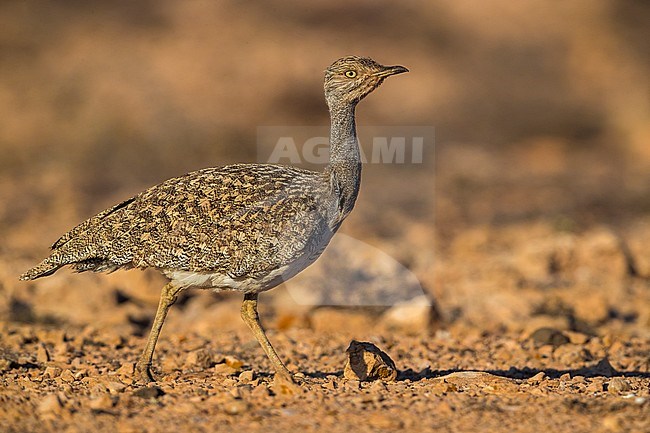 Houbara Bustard (Chlamydotis undulata fuertaventurae) on the Canary Island of Fuerteventura. This subspecies is highly restricted and endangered, with less then 500 birds left in the wild. stock-image by Agami/Daniele Occhiato,