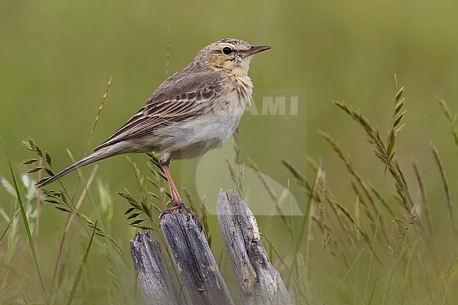 Tawny Pipit, Anthus campestris, perched on a wooden stick in Italy. stock-image by Agami/Daniele Occhiato,