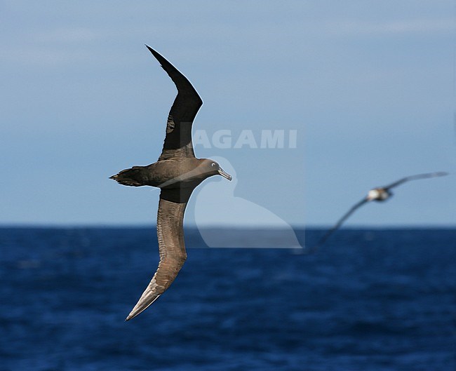Adult Sooty Albatross (Phoebetria fusca) at sea on the southern Atlantic ocean near Tristan da Cunha. stock-image by Agami/Marc Guyt,