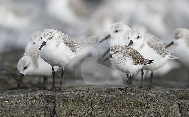 Adult Western Sandpiper (Calidris mauri) in winter plumage resting on the beach at Stone Harbor, New Jersey, USA. Between flock of Sanderlings. stock-image by Agami/Helge Sorensen,