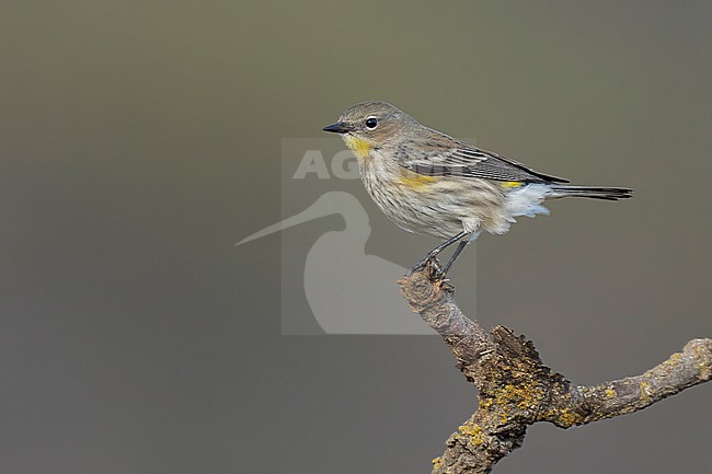 Adult non-breeding
Santa Barbara Co., CA
November 2022 stock-image by Agami/Brian E Small,