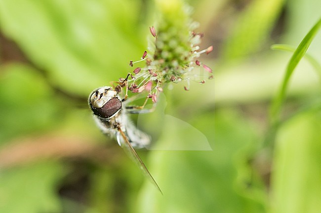 Scaeva pyrastri - Pied hoverfly - Halbmondschwebfliege, Austria, imago stock-image by Agami/Ralph Martin,