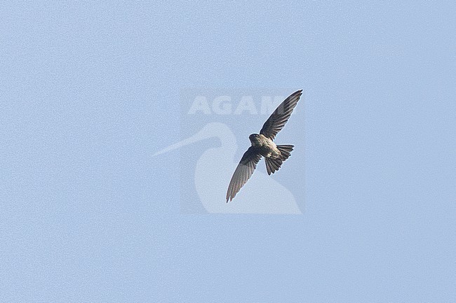 Ameline Swiftlet (Aerodramus amelis) In flight in the Philippines stock-image by Agami/Dubi Shapiro,