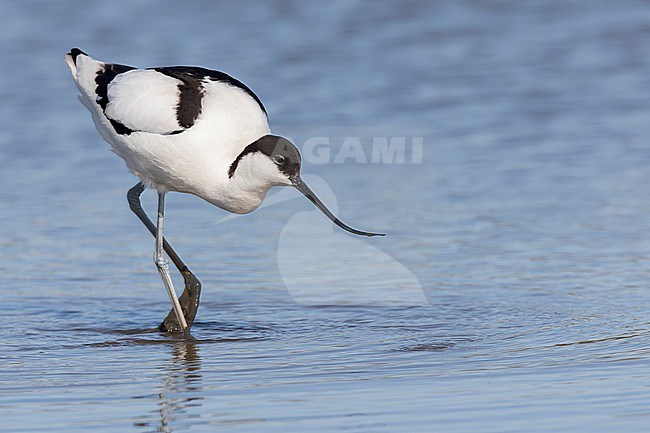 A Pied avocet is seen walking in shallow water from the side against a blue background of a freshwater pond in Spaarndam, The Netherlands. stock-image by Agami/Jacob Garvelink,