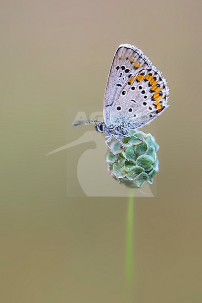 Male Reverdin's Blue stock-image by Agami/Wil Leurs,