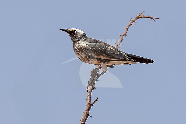 White-crowned Starling (Lamprotornis albicapillus horrensis) adult perched in a tree, against the sky, at Bubisa in northern Kenya stock-image by Agami/Andy & Gill Swash ,